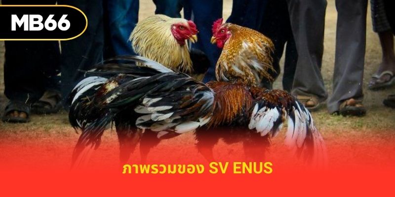 ภาพรวมของ SV Enus