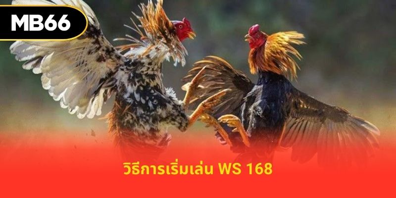 วิธีการเริ่มเล่น WS 168